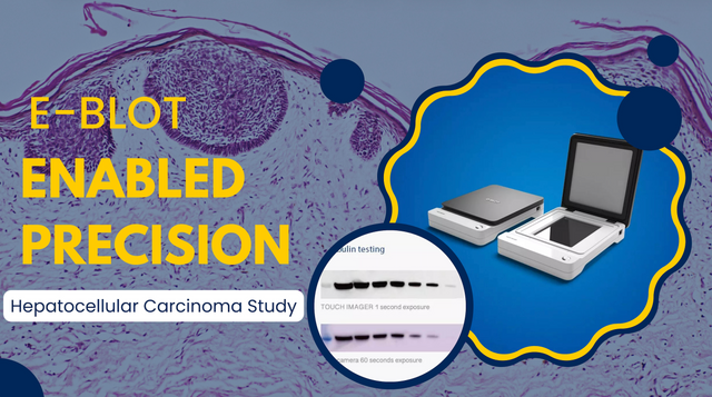 Visualizing Cell Death: How E-BLOT Empowered Breakthrough HCC Research