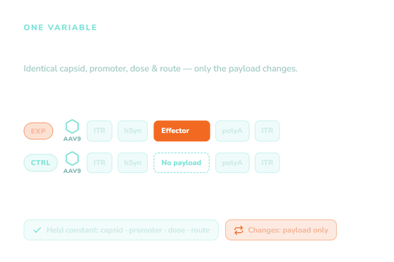 AAV Control Vectors: Choosing the Right Negative and Null Controls