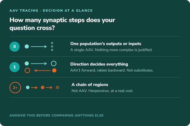 AAV tracing comparison decision at a glance — how many synaptic steps your question crosses decides between a single AAV, a one-step system, and a polysynaptic herpesvirus tracer
