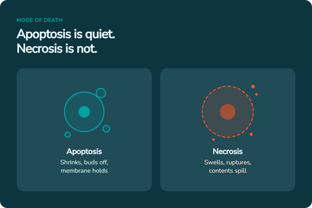 Apoptosis vs necrosis — why are my cells dying? Apoptotic cell shrinks and buds off with an intact membrane; necrotic cell swells and ruptures