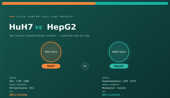 HuH7 and HepG2 Cells: Essential Models in Liver Cancer Research