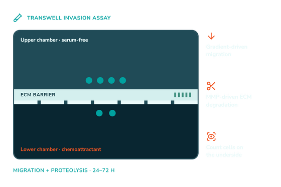 Invasion Assays: A Step-by-Step Experimental Workflow