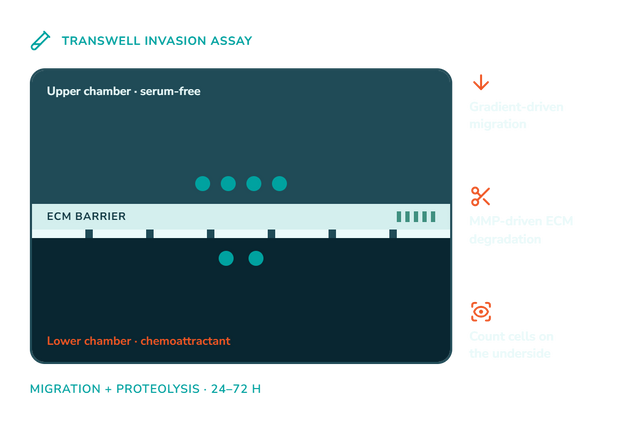 Transwell invasion assay schematic — serum-free upper chamber, ECM barrier over a porous membrane, chemoattractant in the lower chamber; cells counted on the underside after 24–72 h