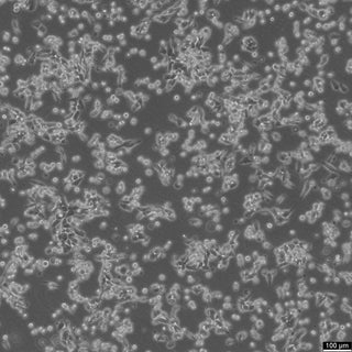 4T1 cell