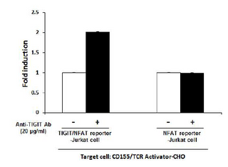 TIGIT / NFAT Reporter - Jurkat Cell Line