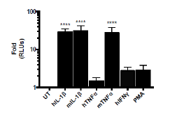 NF-κB Reporter (Luc) - CHO-K1 Recombinant Cell Line