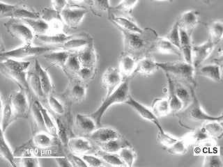 786-O cell