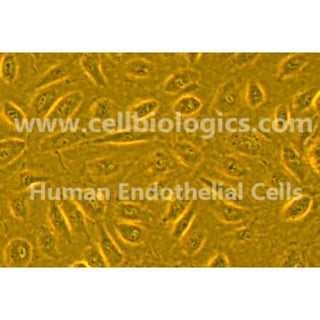Human Primary Brain Microvascular Endothelial Cells