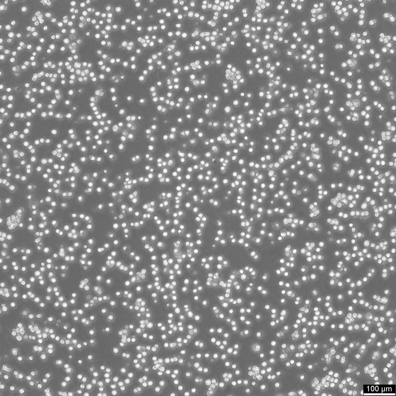たにひろ様 THP 1ml THP-1 cell Cell Line (Male) | BHC11100413 | BioHippo