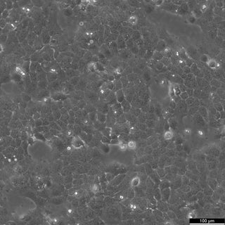A431 cell