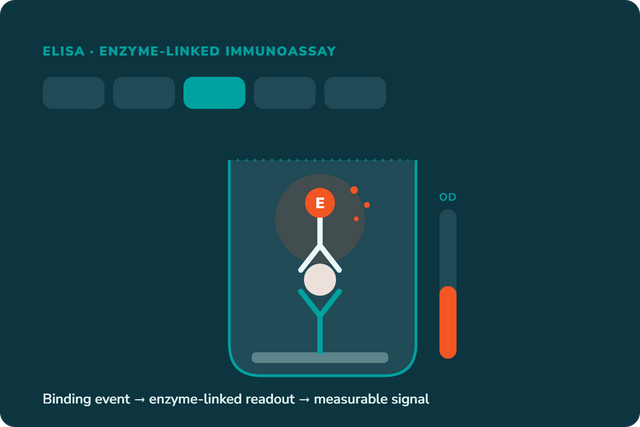 Types of ELISA: Choosing the Right Format