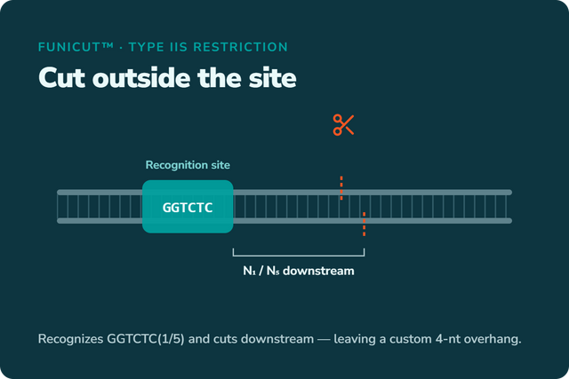 Type IIS Restriction Enzymes & Fast Digestion: The FuniCut™ Enzyme Guide