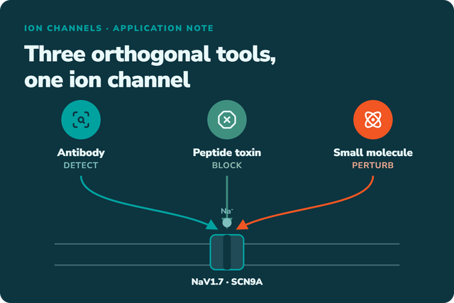 NaV1.7 Antibody, Toxin & Small-Molecule Blocker: Three Ways to Interrogate One Ion Channel