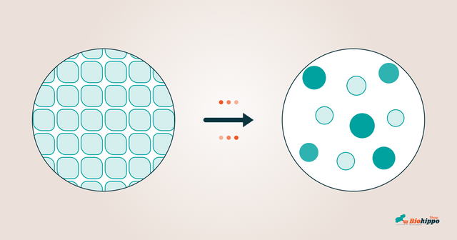 TrypLE vs Trypsin vs Accutase: Choosing a Cell Dissociation Reagent