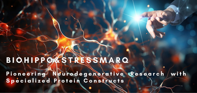 StressMarq: Pioneering Neurodegenerative Research with Specialized Protein Constructs