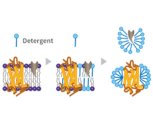 Detergent Micelle Membrane Protein Expression Platform