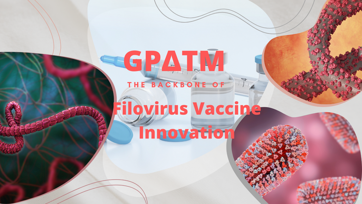 Decoding GPΔTM: A Molecular Key to Ebola and Marburg Virus Vaccine Innovation