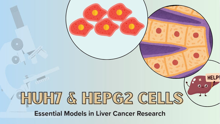 HuH7 and HepG2 Cells: Essential Models in Liver Cancer Research