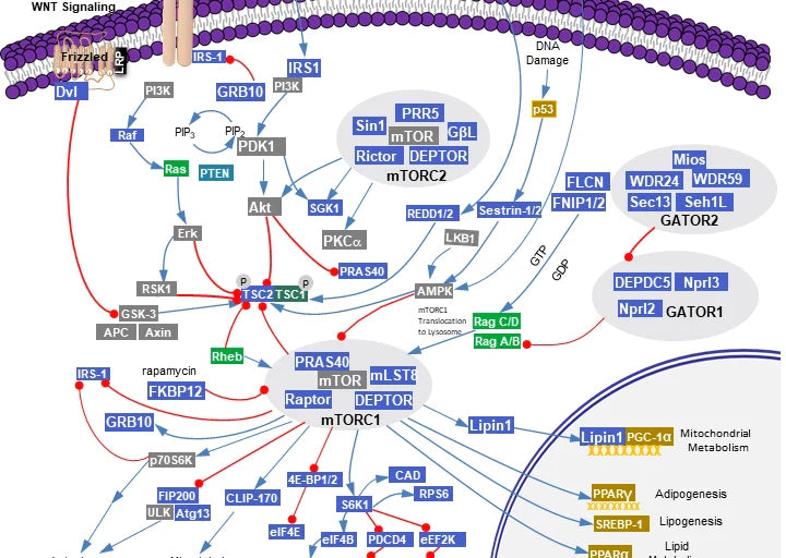 mTOR Pathway Regulates Cell Growth and Proliferation