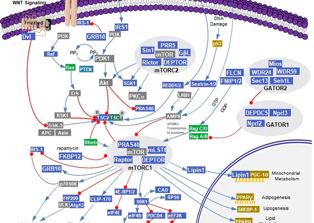 mTOR Signaling Pathway: Mechanisms, Disease Roles, and Research Tools