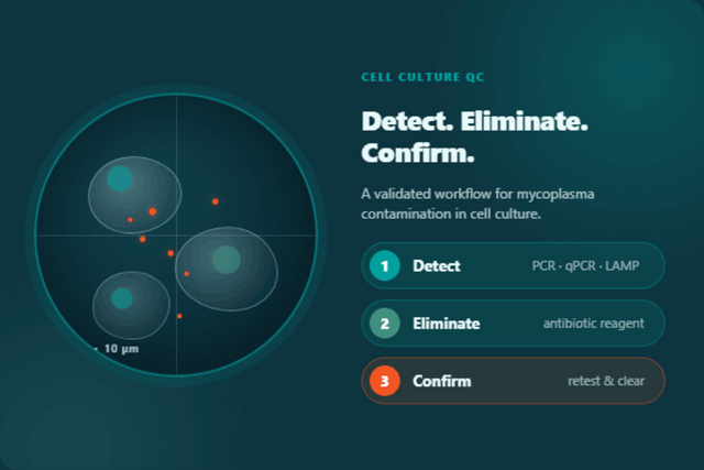 Mycoplasma Contamination in Cell Culture: Testing, Elimination, and Confirmation