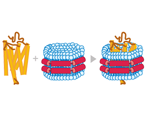 Nanodisc Membrane Protein Expression Platform