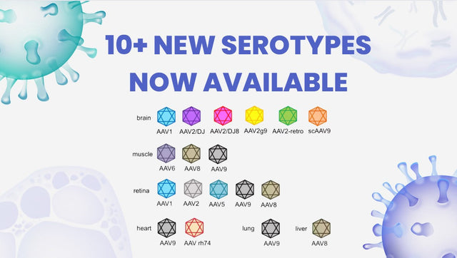 AAV Serotype Comparison: Tropism, Receptors, and How to Choose