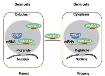 Studies have found that multiple generations of cytoplasmic RNA interference play an important role