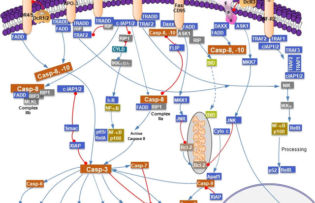 TNF Signaling Pathway: TNFR1, TNFR2, NF-κB, and Cell Death