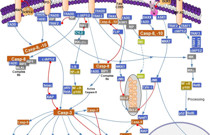 TNF Signaling Pathway: TNFR1, TNFR2, NF-κB, and Cell Death