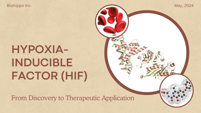 HIF-1α and the Hypoxia-Inducible Factor Pathway: A Research Guide