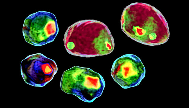 Flow Cytometry Markers for Myeloid Cell Identification: A Practical Guide