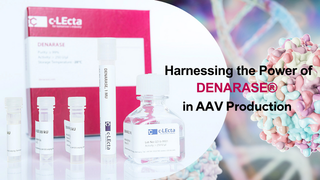 Harnessing the Power of DENARASE® in Viral Vector Manufacturing