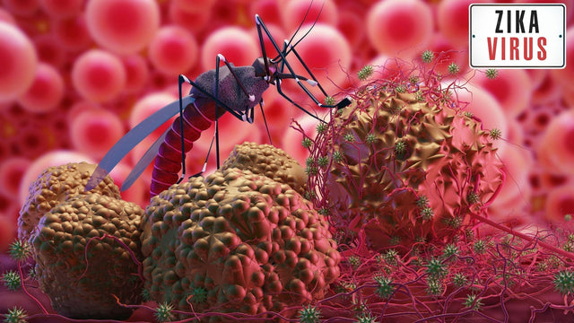 Zika Virus Pathogenesis: Mechanisms, Models, and Research Tools