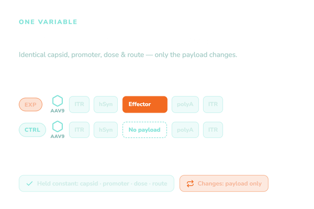 AAV Control Vectors: Choosing the Right Negative and Null Controls
