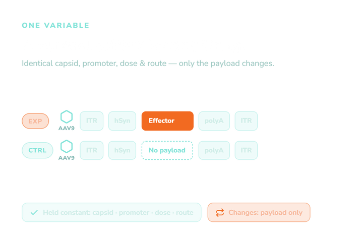 AAV Control Vectors: Choosing the Right Negative and Null Controls