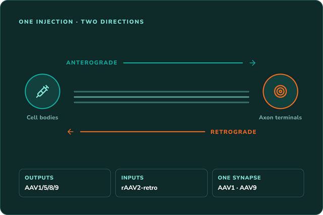 AAV Tracing: How Anterograde and Retrograde Labelling Work