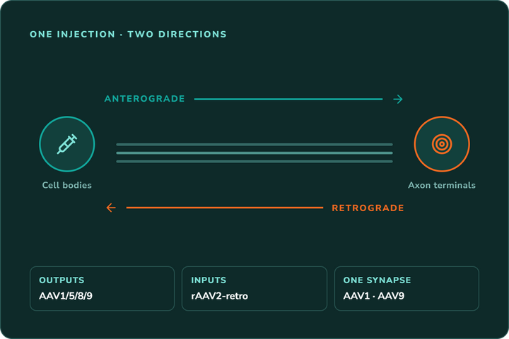 AAV Tracing: How Anterograde and Retrograde Labelling Work
