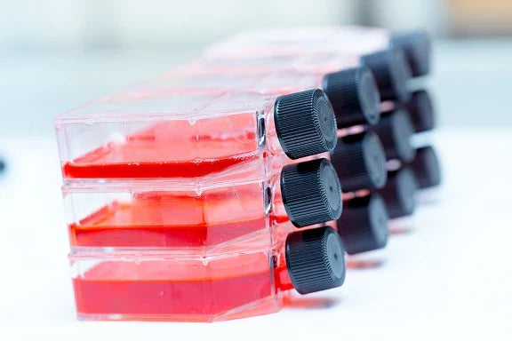 Adherent Cell Culture: Complete Handling Guide