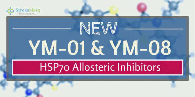 New Allosteric Inhibitors of HSP70 Have Arrived