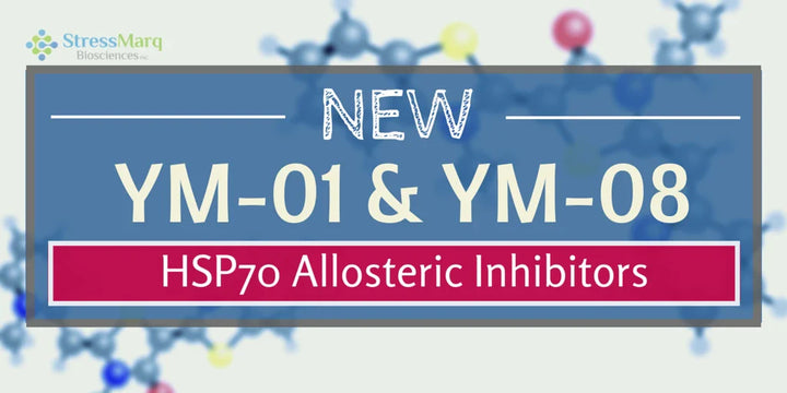New Allosteric Inhibitors of HSP70 Have Arrived