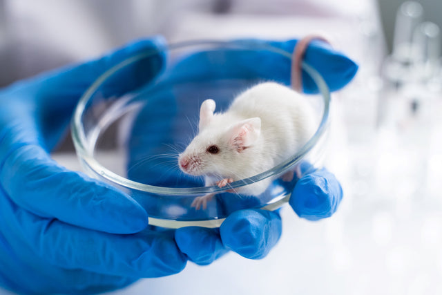 Streamline your research with Biohippo's high-throughput screening options and genetically modified models