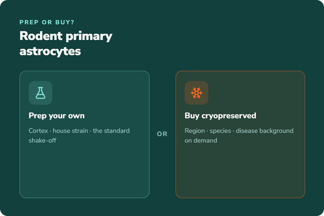 Rodent Primary Astrocytes: When to Buy vs. Isolate Your Own