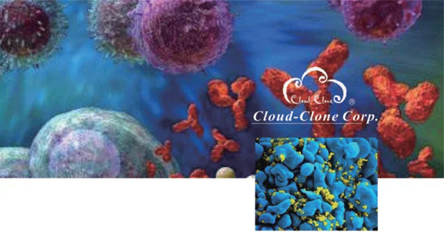 CAR-T Cell Therapy: Structure, Manufacturing, and FDA-Approved Products