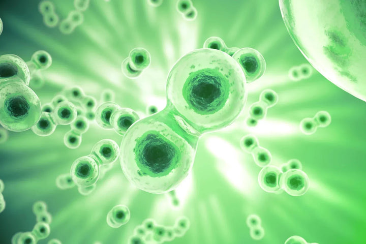 Mammalian Cell Culture: A Complete Introduction