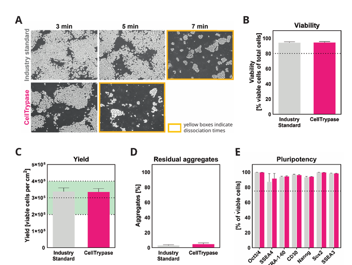 Cell Dissociation Reagent Validation: Five-Passage and iPSC Data for CellTrypase