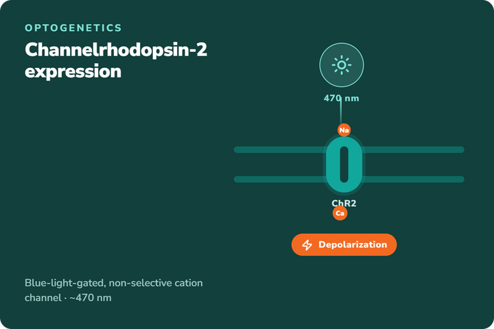 ChR2 Expression: How Channelrhodopsin-2 Constructs Work