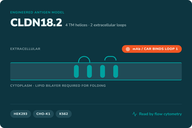 CLDN18.2 Cell Line Models: Engineered Antigen Models for Gastric Cancer Target Research