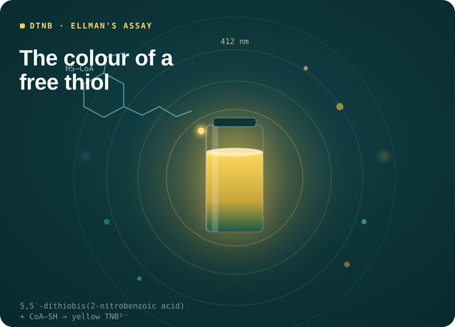 Quantifying Coenzyme A & Acyl-CoA Thioesters