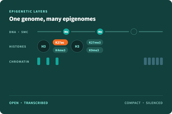 Understanding Epigenetic Mechanisms: A Researcher's Primer